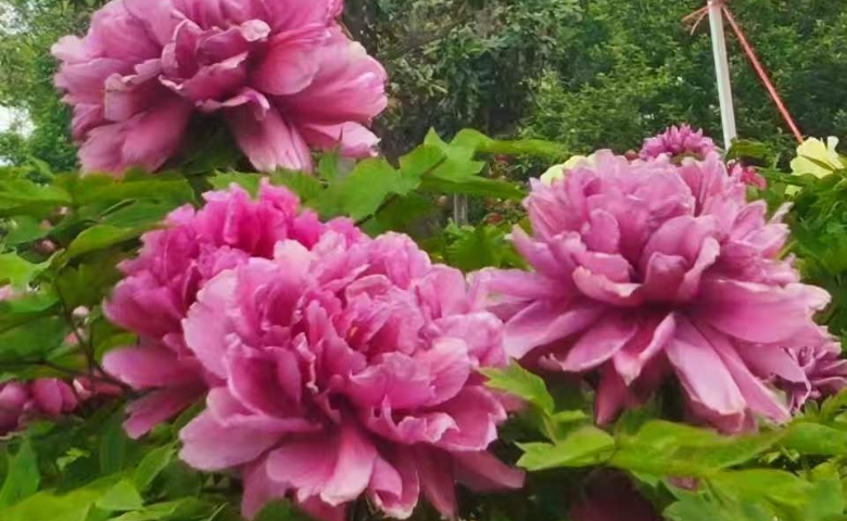 國色天香 菏澤牡丹
